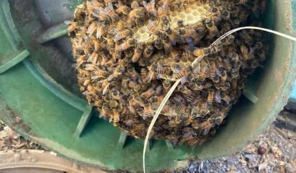 Bee Control Woodland Hills CA