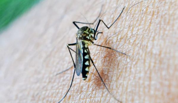 Mosquito Control Encino CA