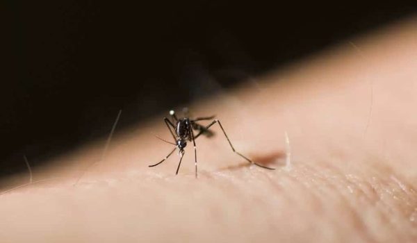 Mosquito Control Sherman Oaks CA