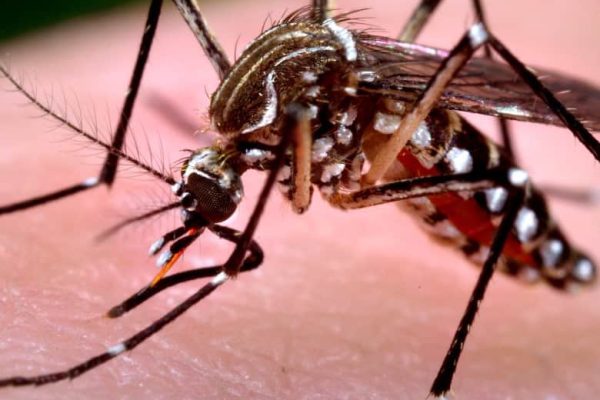 Mosquito Control Westlake Village CA